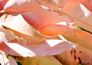 leaves