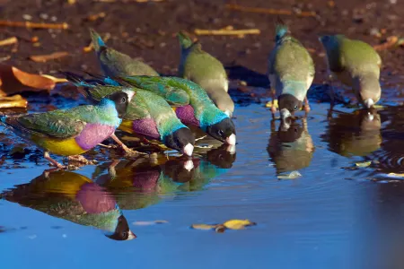 Gouldian finch 