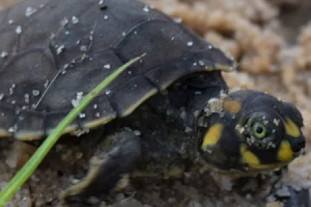 Amazon River turtles are now protected by the same riverine communities that once used to over-exploit them. Photo: Adam Beam