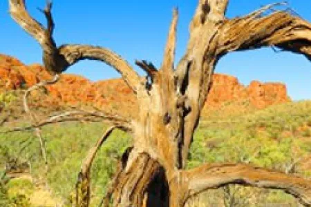 Tree in the desert