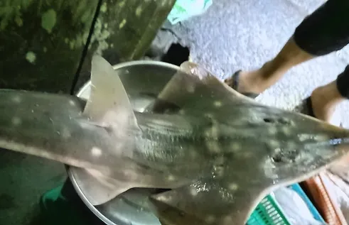 wedgefish