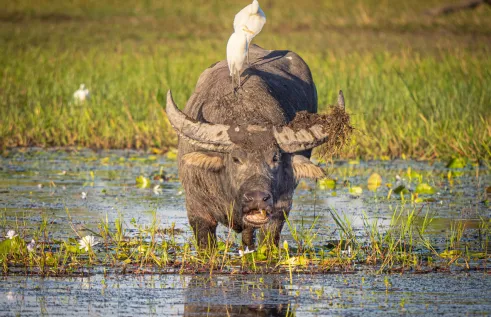 According to a Charles Darwin University (CDU) study, the cost of water buffalo control can be more than offset by the value of the carbon that would have been released to the atmosphere. 